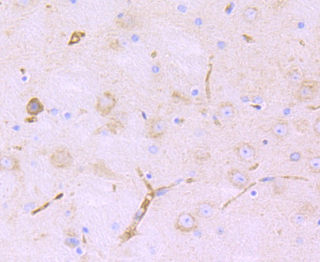 Anti-Lnpk Antibody (1B10)
