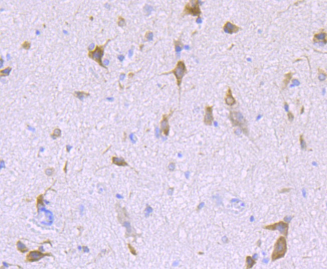 Anti-Lnpk Antibody (1B10)
