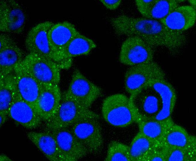 Anti-MAP2K1 Antibody (3D339)