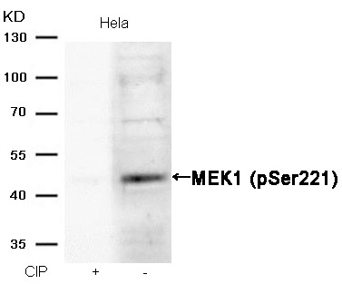 Anti-Phospho-MAP2K1 (Ser221) Polyclonal Antibody