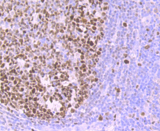 Anti-MCM3 Antibody (3T338)