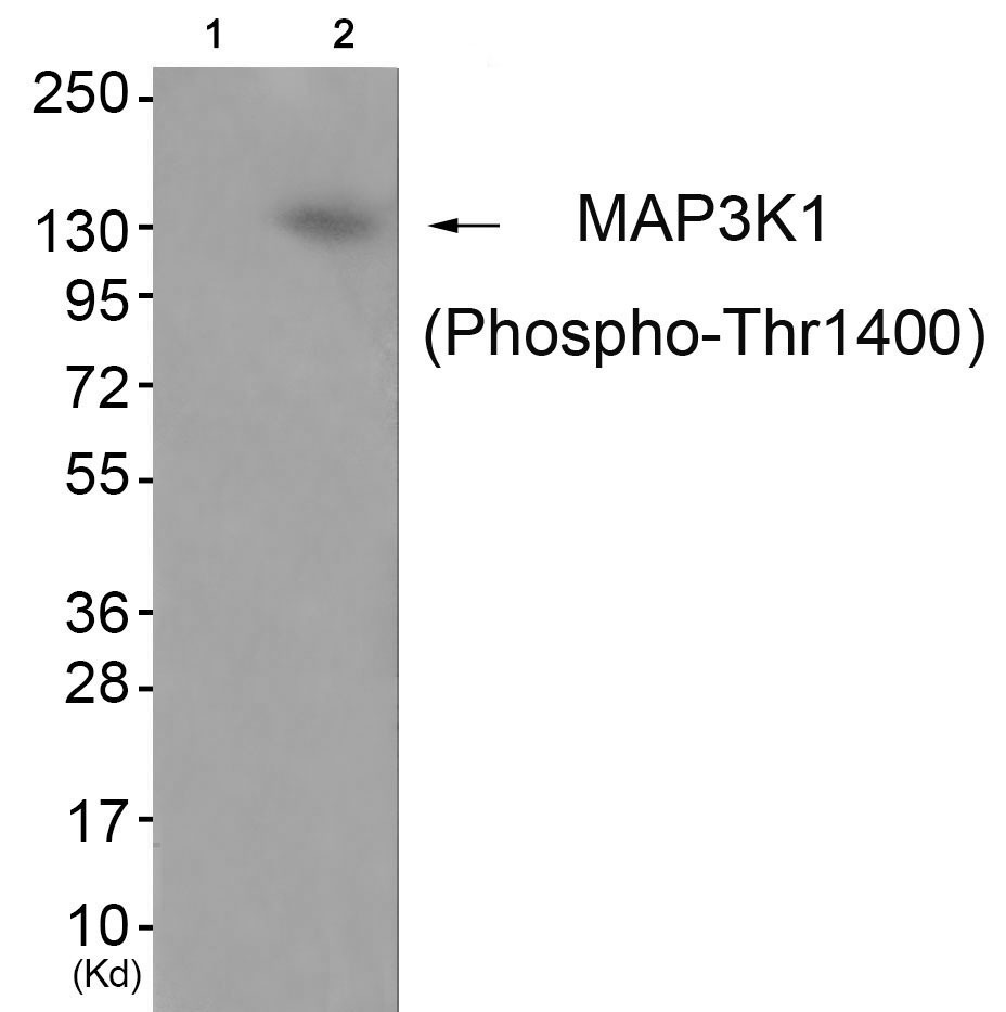Anti-Phospho-MAP3K1 (Thr1402) Polyclonal Antibody