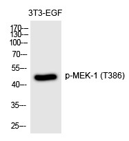 Anti-Phospho-MAP2K1 (Thr386) Polyclonal Antibody