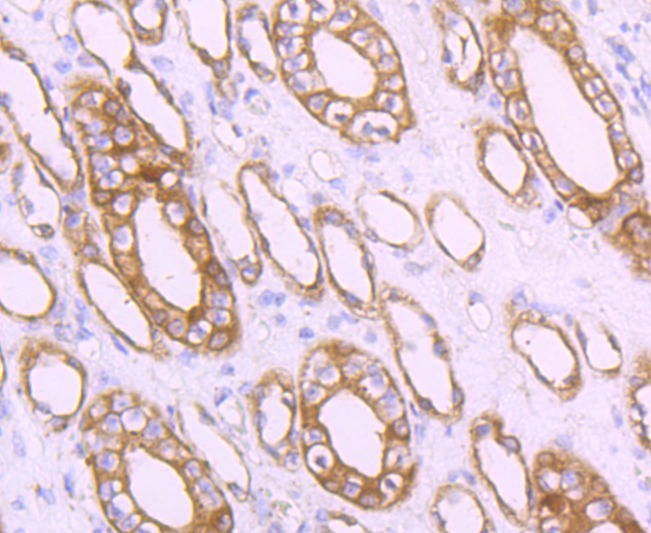 Anti-MRP2 Antibody (3L876)