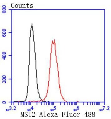Anti-MSI2 Antibody (1Q704)