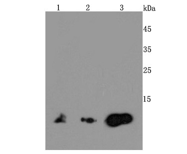Anti-MIF Antibody (9F31)