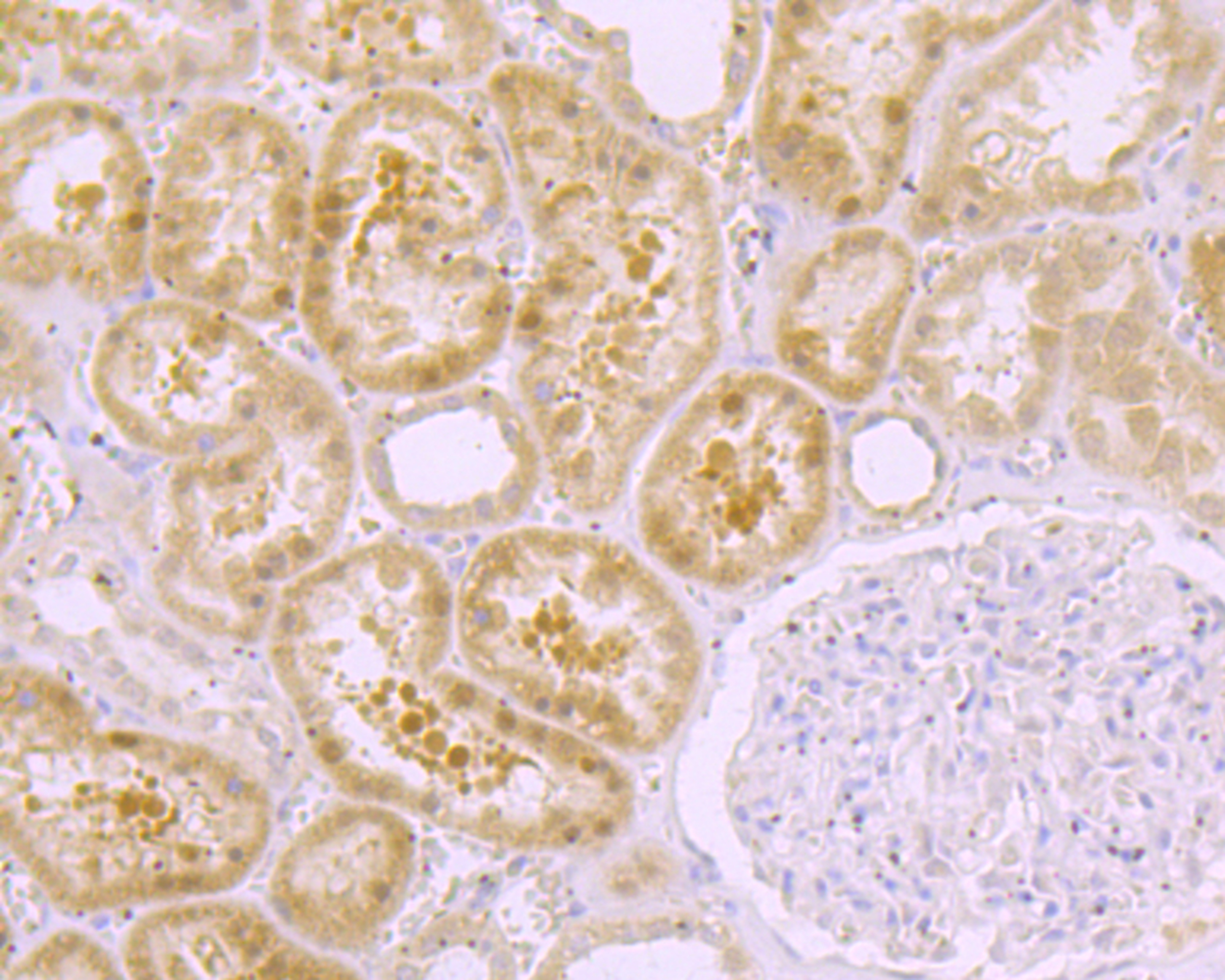 Anti-Mib1 Antibody (6F547)