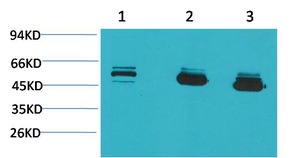 Anti-MICU1 Antibody (8Q445)