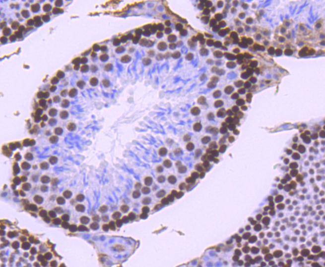 Anti-MSH6 Antibody (6V732)