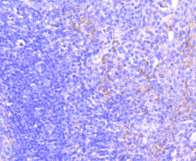 Anti-ABCC1 Antibody (2I585)