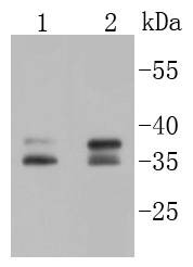 Anti-MSI2 Antibody (1Q704)