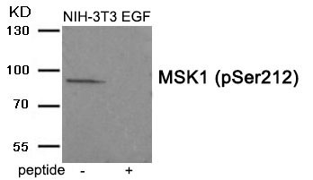 Anti-Phospho-RPS6KA5 (Ser212) Polyclonal Antibody
