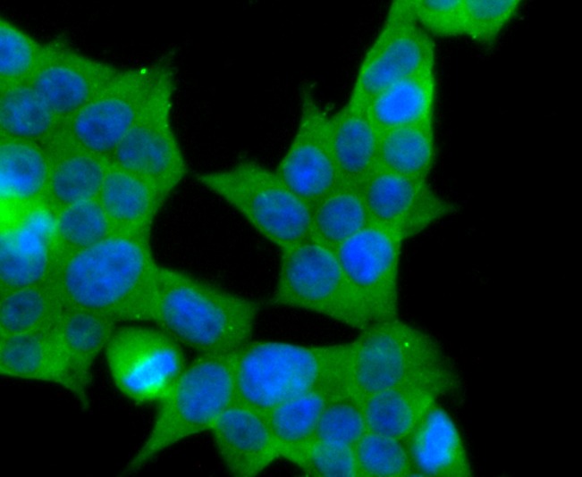 Anti-MRP2 Antibody (3L876)