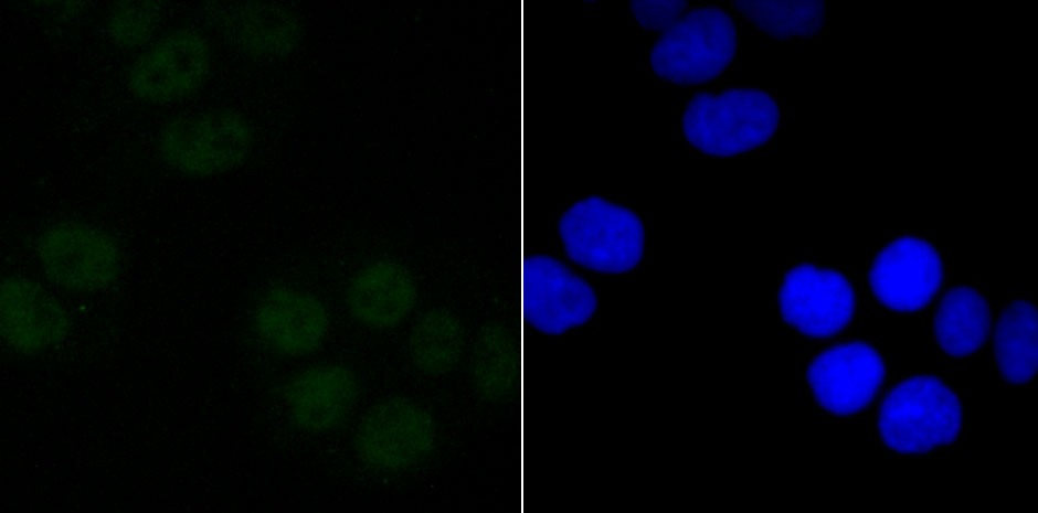 Anti-SIN3A Antibody (9Z567)