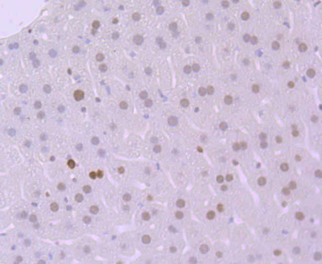 Anti-MSH6 Antibody (3L662)