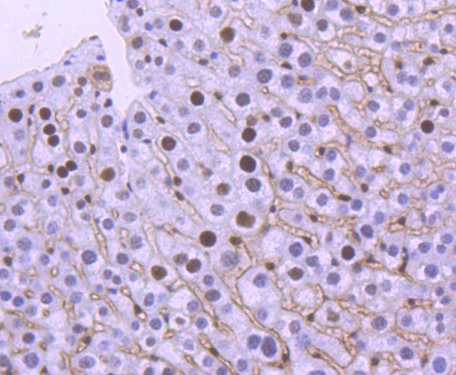 Anti-MSH6 Antibody (6V732)