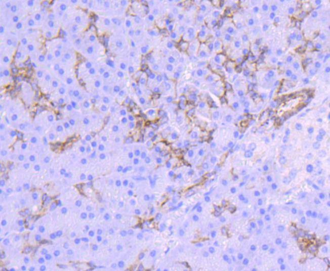 Anti-Midkine Antibody (9Z235)