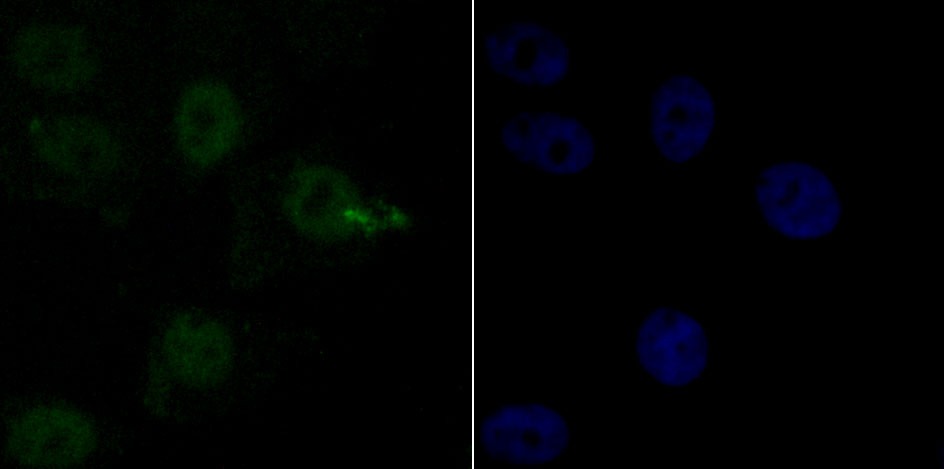 Anti-SIN3A Antibody (9Z567)