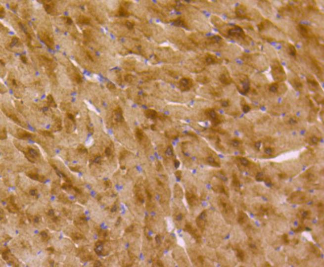 Anti-MSI2 Antibody (1Q704)