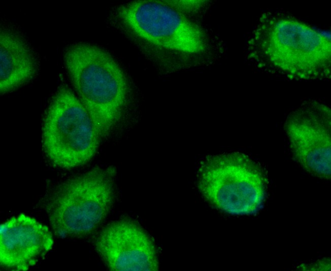 Anti-Mib1 Antibody (6F547)