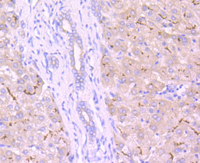 Anti-MRP2 Antibody (3L876)