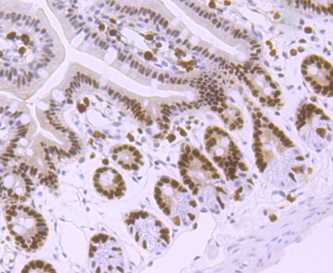 Anti-MSH6 Antibody (3L662)