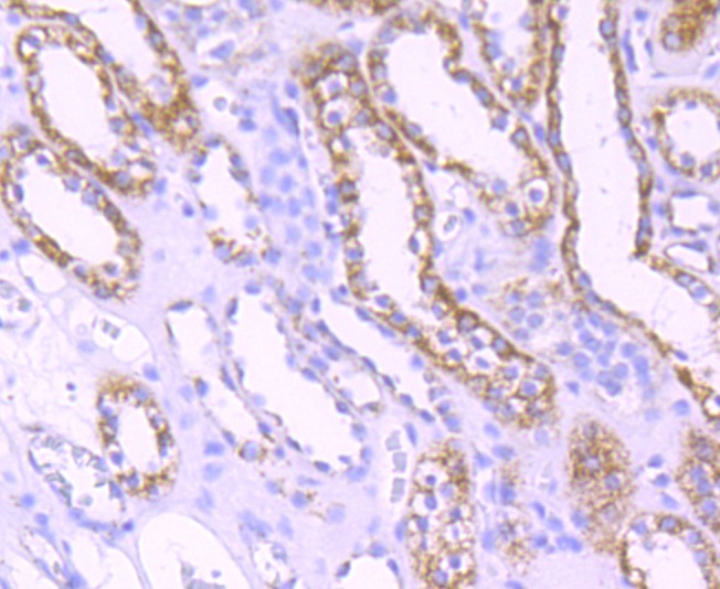 Anti-mtTFA Antibody (9N379)