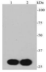 Anti-MYC Antibody (1R925)