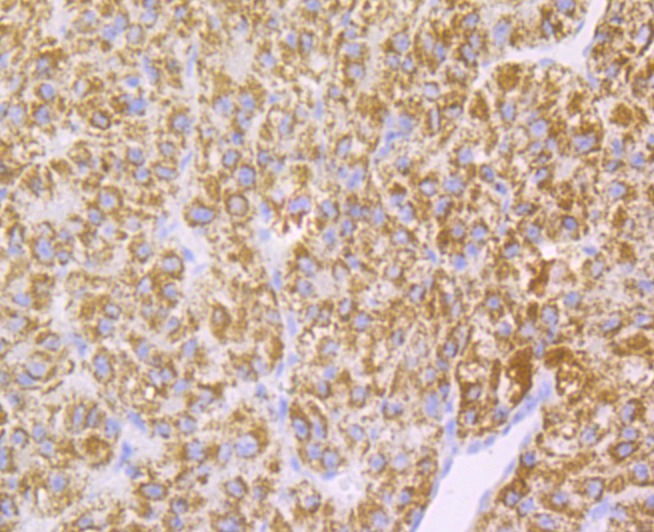 Anti-MAOB Antibody (1T245)
