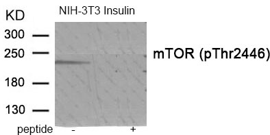 Anti-Phospho-mTOR (Thr2446) Polyclonal Antibody