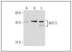 Anti-MST3 Antibody (8S853)