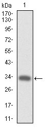 Anti-C-MPL Antibody (1H828)