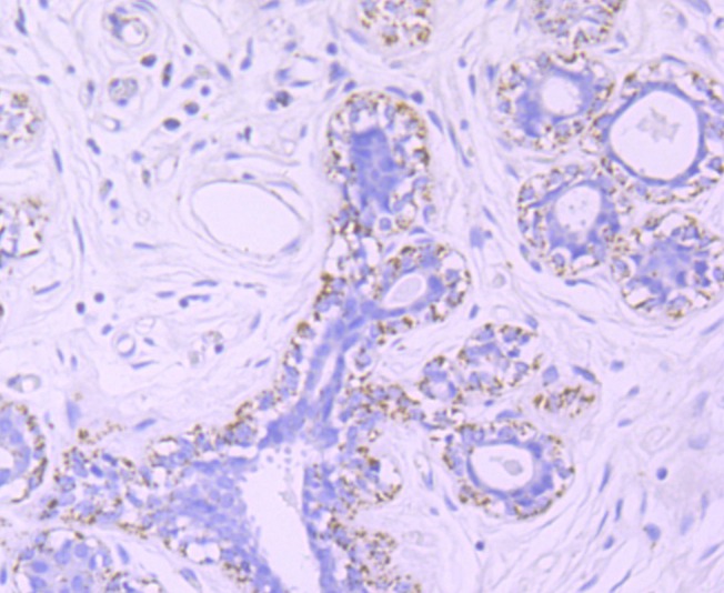 Anti-mtTFA Antibody (9N379)