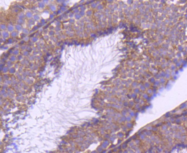 Anti-mTOR Antibody (7U757)