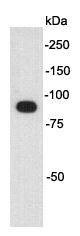 Anti-MYC Tag Antibody-HRP (2A501)
