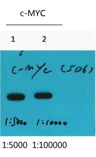 Anti-MYC Tag Antibody (8E478)