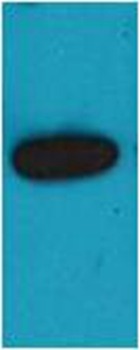 Anti-mOrange Polyclonal Antibody
