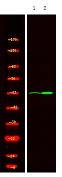 Anti-Phospho-MOK (Tyr161) Polyclonal Antibody