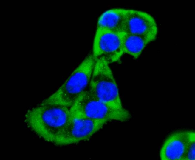 Anti-MEKK2 Antibody (5G332)