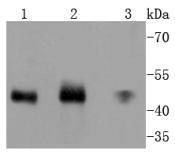Anti-MEK-7 Antibody (9U312)