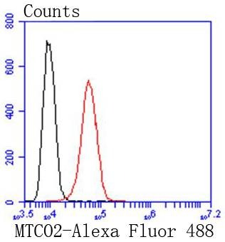 Anti-MTCO2 Antibody (5B251)