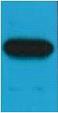 Anti-MYC Tag Antibody (8S498)