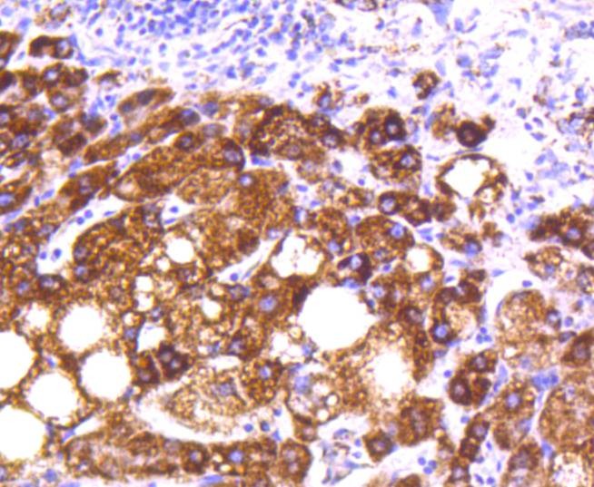 Anti-MTCO2 Antibody (5B251)