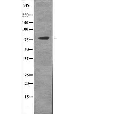 Anti-Phospho-MSK2 (Ser196) Polyclonal Antibody