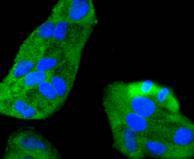 Anti-MEK-7 Antibody (9U312)