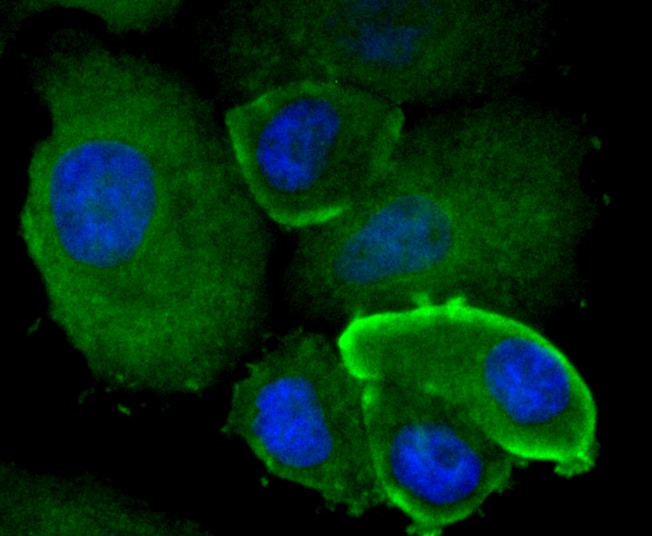 Anti-mtTFA Antibody (9N379)