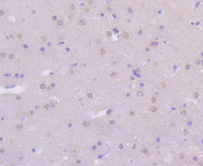 Anti-MEK-7 Antibody (9U312)