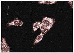 Anti-MST3 Antibody (8S853)