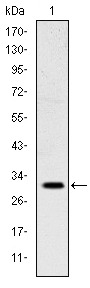 Anti-MSX1 Antibody (5D282)