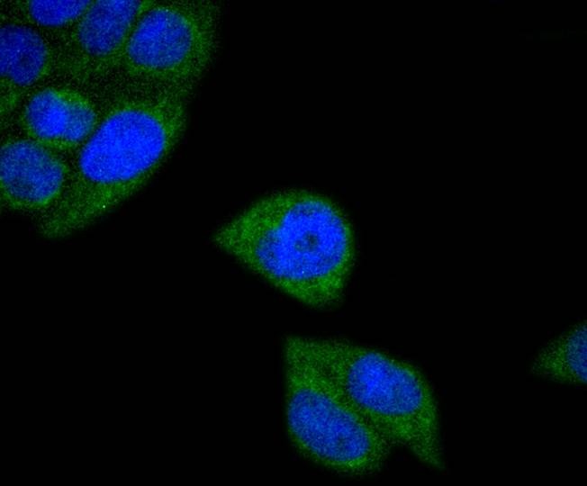 Anti-MTCO2 Antibody (5B251)